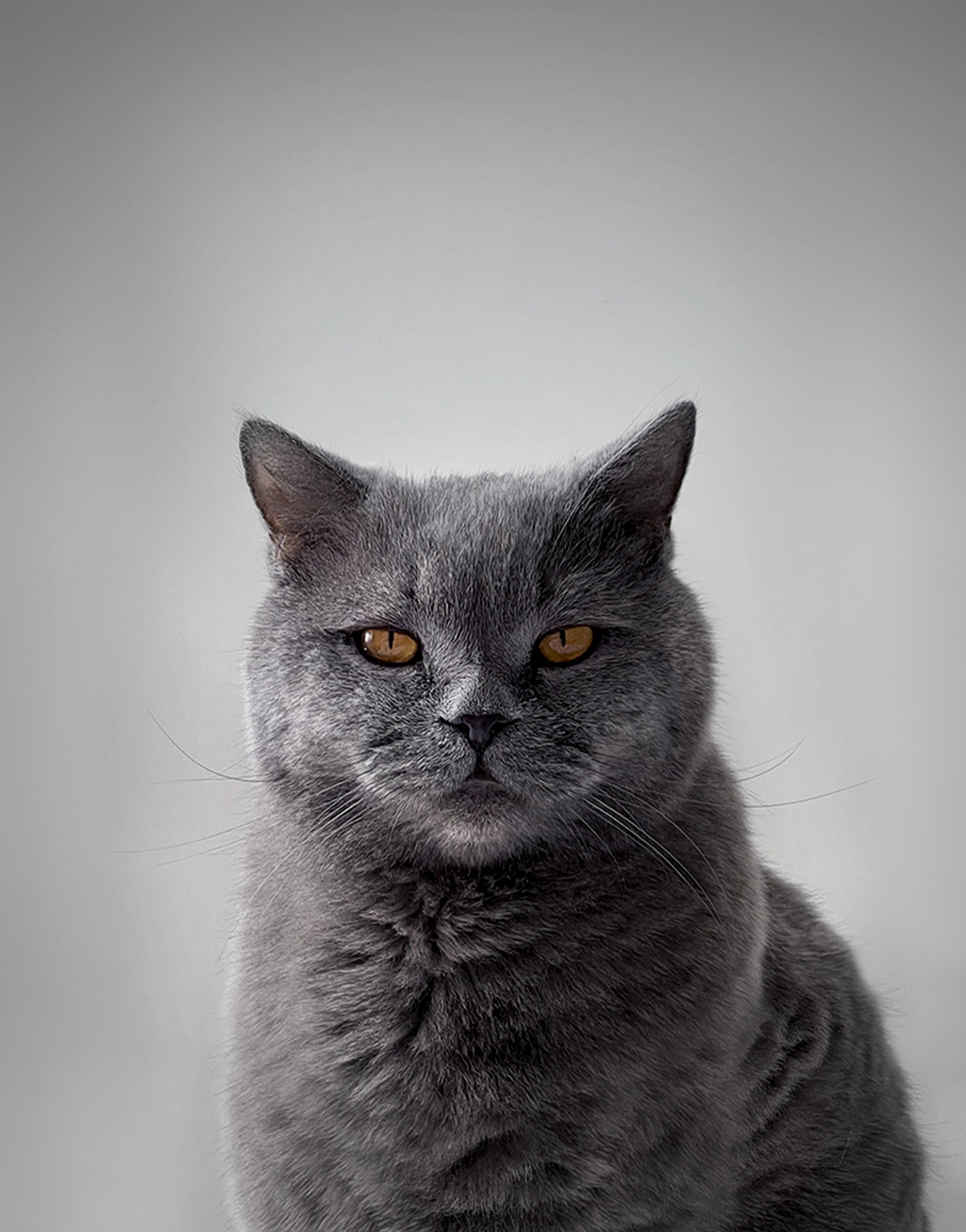 artem